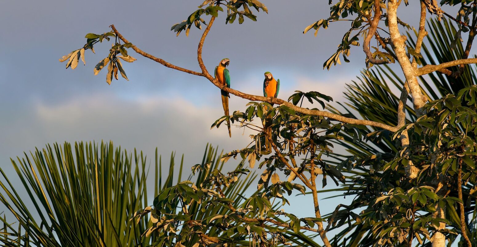 A pair of macaws perched on a branch in the, Amazon, Brazil.