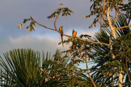A pair of macaws perched on a branch in the, Amazon, Brazil.
