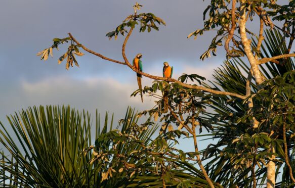 A pair of macaws perched on a branch in the, Amazon, Brazil.