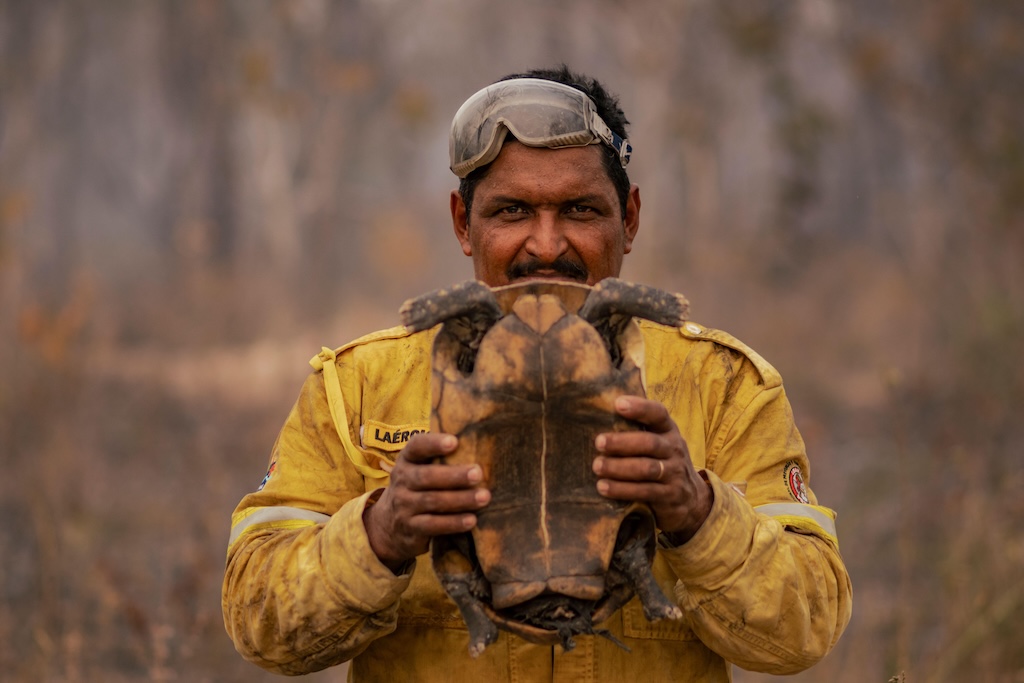 Laercio Fernandes, a volunteer firefighter and Indigenous man, holds a shell of a turtle found dead after a forest fire hit the Kadiwéu Indigenous land, in Mato Grosso do Sul, Brazil, in 2024.