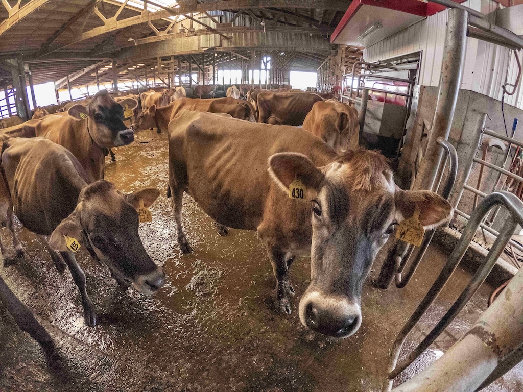 Jersey cows at a milking parlour in Washington, US in August 2019. Credit: Lance Cheung via ZUMA Wire