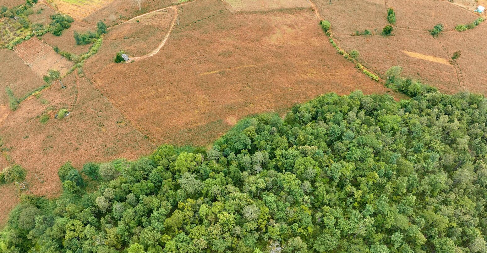 An aerial view of a forest.