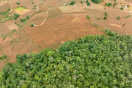 An aerial view of a forest.