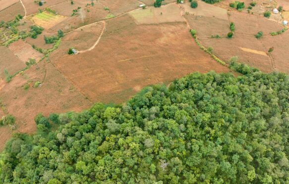 An aerial view of a forest.