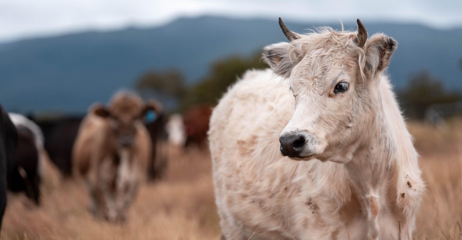 A cow on a free range farm in Australia in January 2025. Credit: William Edge