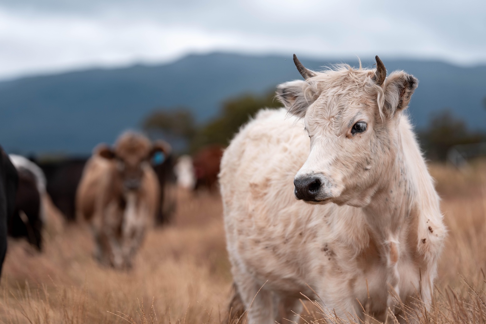Q&A: What the ‘controversial’ GWP* methane metric means for farming emissions