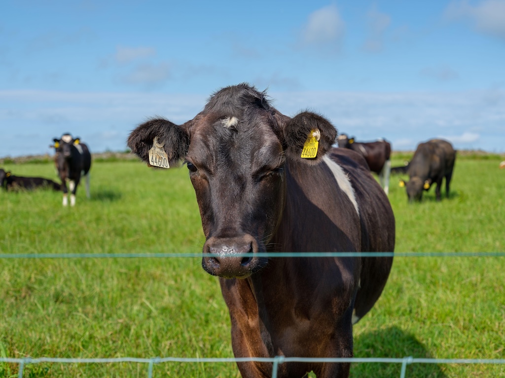 Cows in a field in Cork, Ireland in June 2023. Credit: Alex Konon