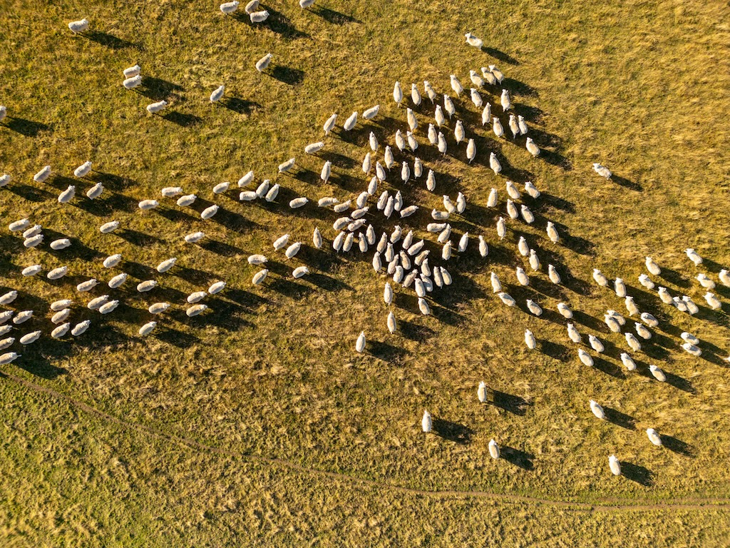 An aerial view of a large flock of sheep in New Zealand in March 2025. Credit: ADDICTIVE STOCK CREATIVES