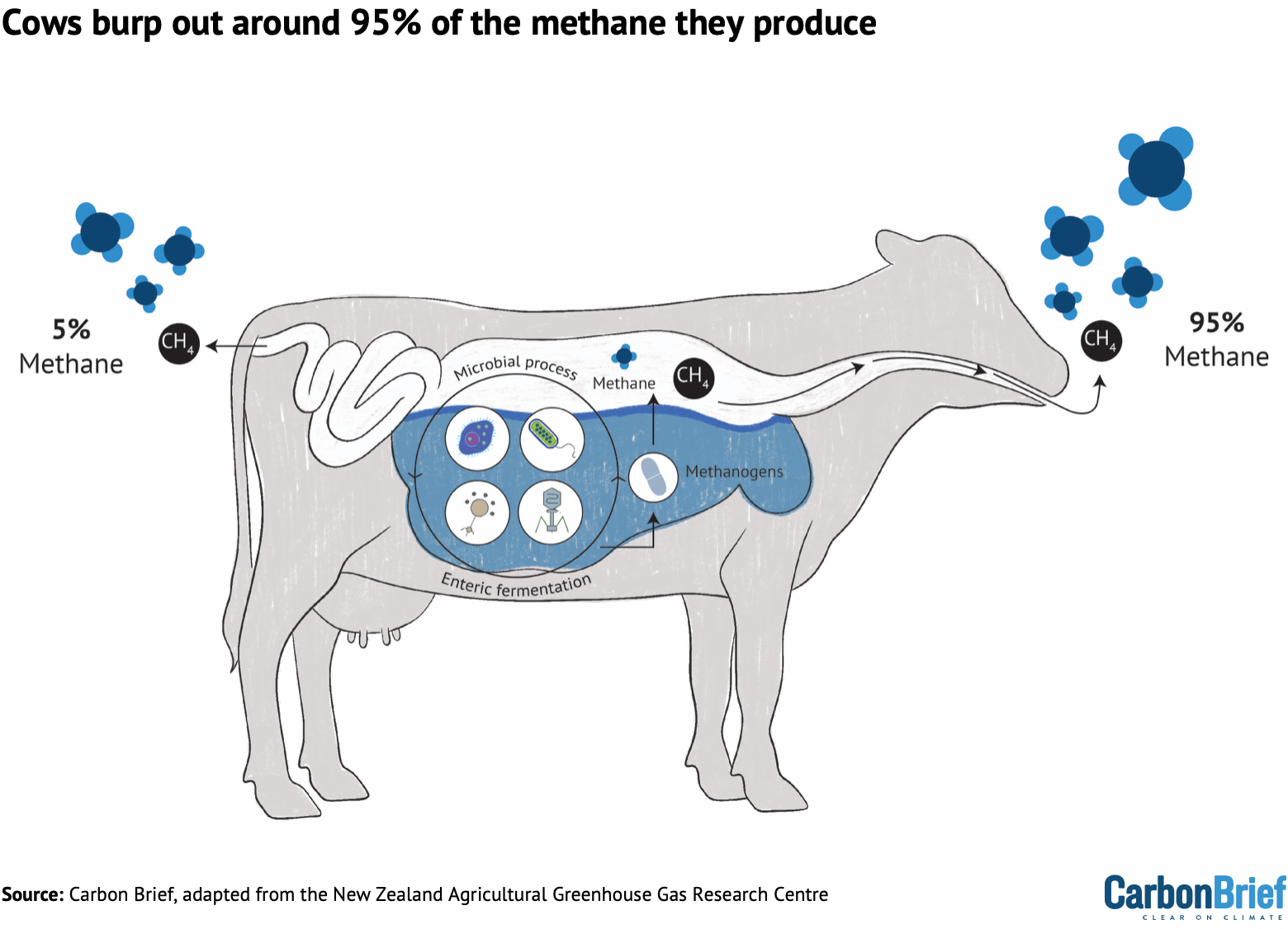 Illustration showing that cows burp out around 95% of the methane they produce
