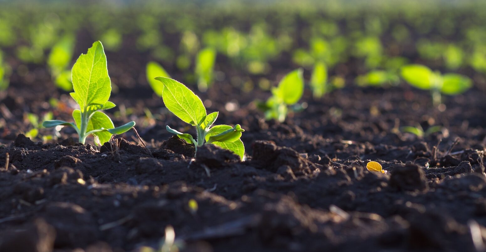 A stock photo of a crop in an open field.