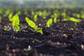 A stock photo of a crop in an open field.