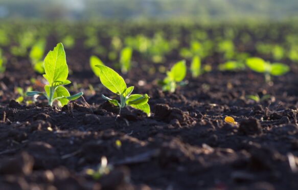 A stock photo of a crop in an open field.