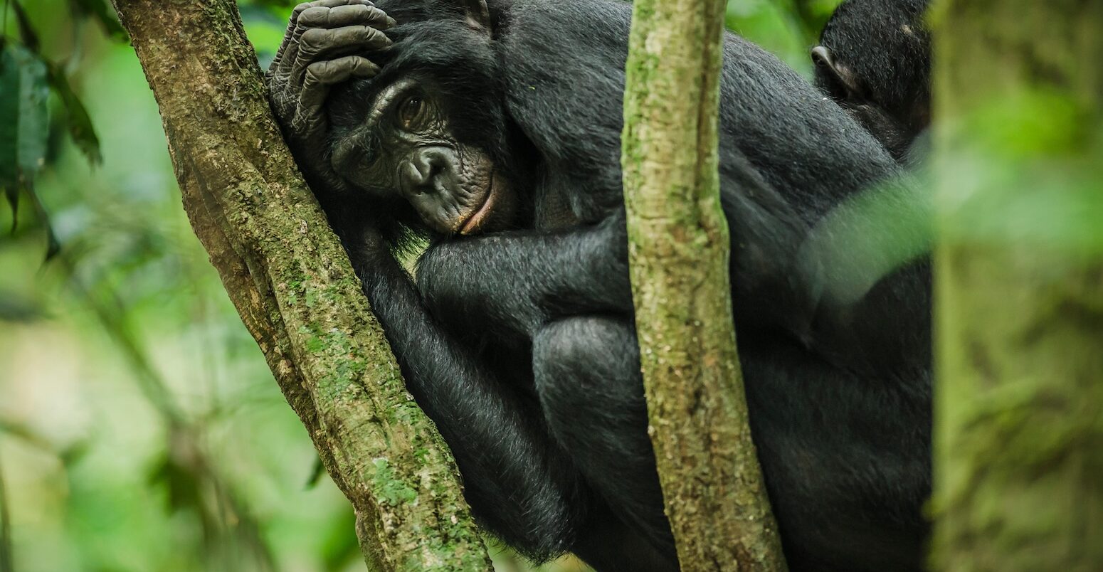 Bonobo monkey resting in a tree, Salonga National Park, Democratic Republic of Congo
