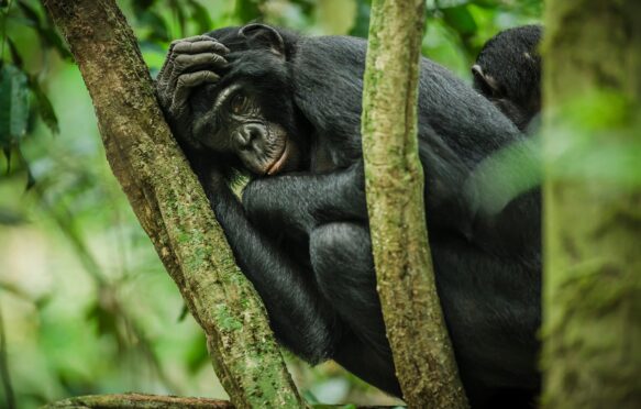 Bonobo monkey resting in a tree, Salonga National Park, Democratic Republic of Congo