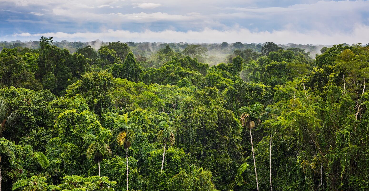 Aerial view of the Amazon rainforest, Ecuador.