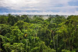 Aerial view of the Amazon rainforest, Ecuador.