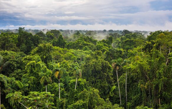 Aerial view of the Amazon rainforest, Ecuador.