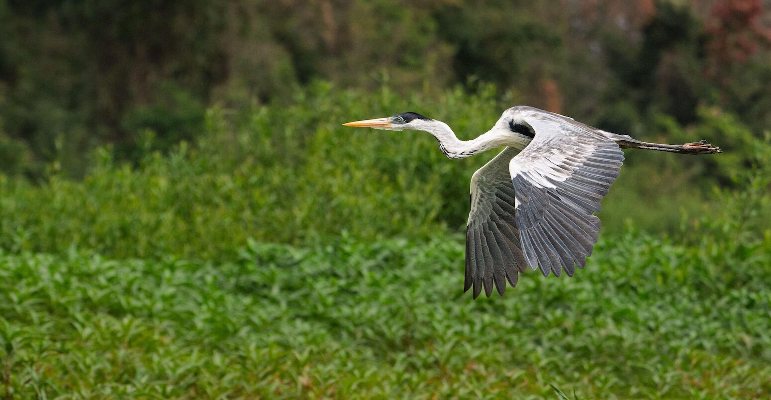 In the foreground, a cocoi heron in flight from right the left of te image. It's wings are mid motion, but both pointing down. The ti[s of its wings are dark grey and its body is white, with a black top of the head and a yellow beak. In the background is lush forest.