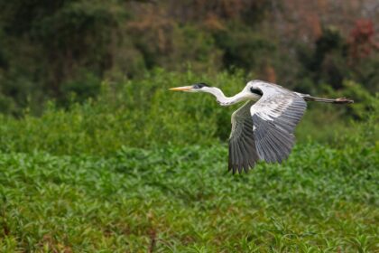 In the foreground, a cocoi heron in flight from right the left of te image. It's wings are mid motion, but both pointing down. The ti[s of its wings are dark grey and its body is white, with a black top of the head and a yellow beak. In the background is lush forest.