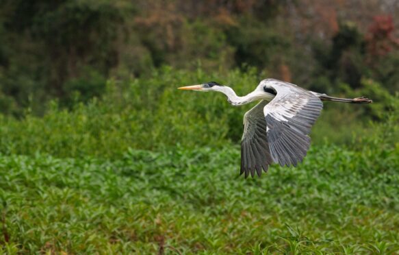 In the foreground, a cocoi heron in flight from right the left of te image. It's wings are mid motion, but both pointing down. The ti[s of its wings are dark grey and its body is white, with a black top of the head and a yellow beak. In the background is lush forest.