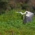 In the foreground, a cocoi heron in flight from right the left of te image. It's wings are mid motion, but both pointing down. The ti[s of its wings are dark grey and its body is white, with a black top of the head and a yellow beak. In the background is lush forest.
