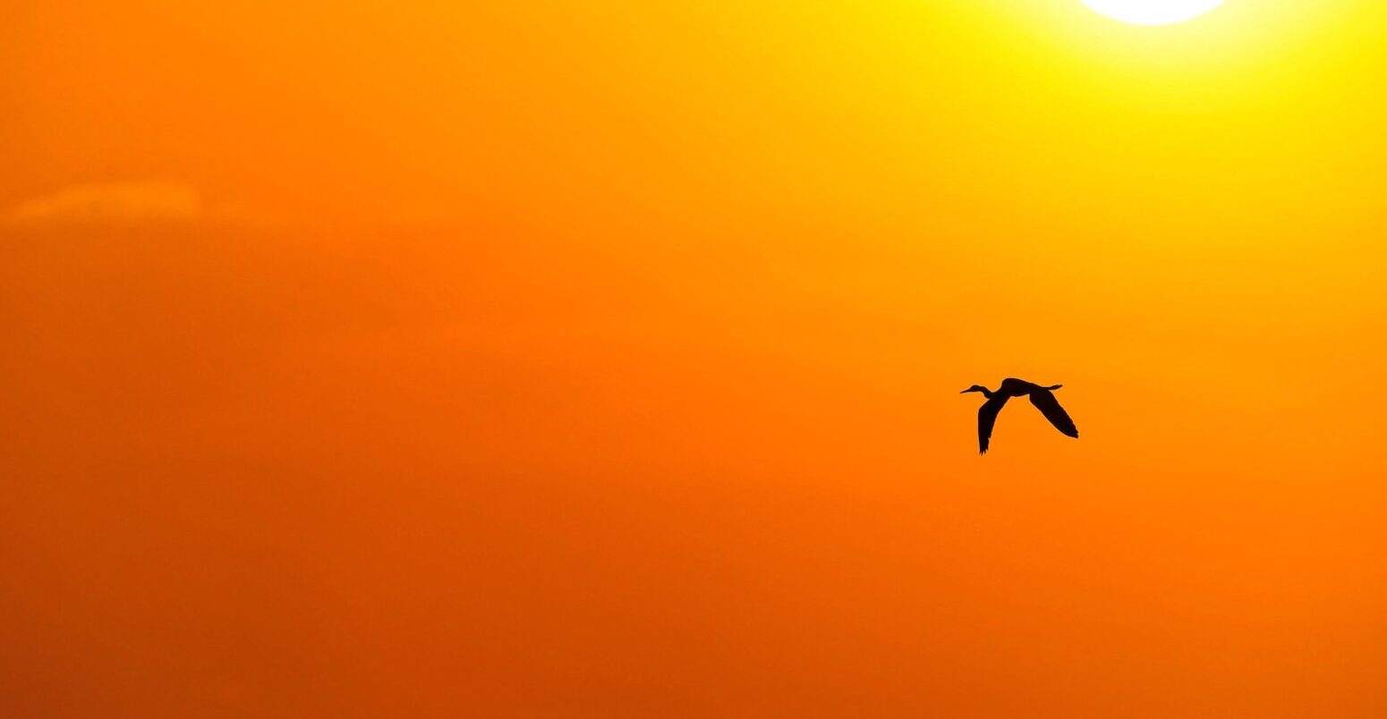 Bird silhouette against blazing sun.