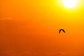 Bird silhouette against blazing sun.
