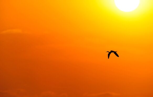 Bird silhouette against blazing sun.