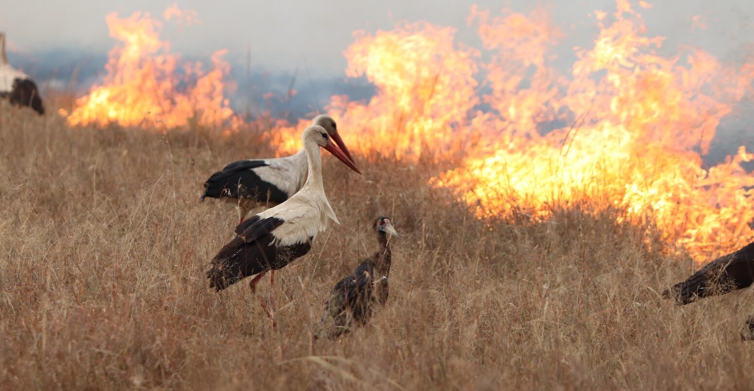 Birds escaping bush fire at Masai Mara National Park, Kenya.