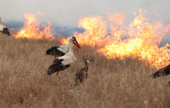 Birds escaping bush fire at Masai Mara National Park, Kenya.
