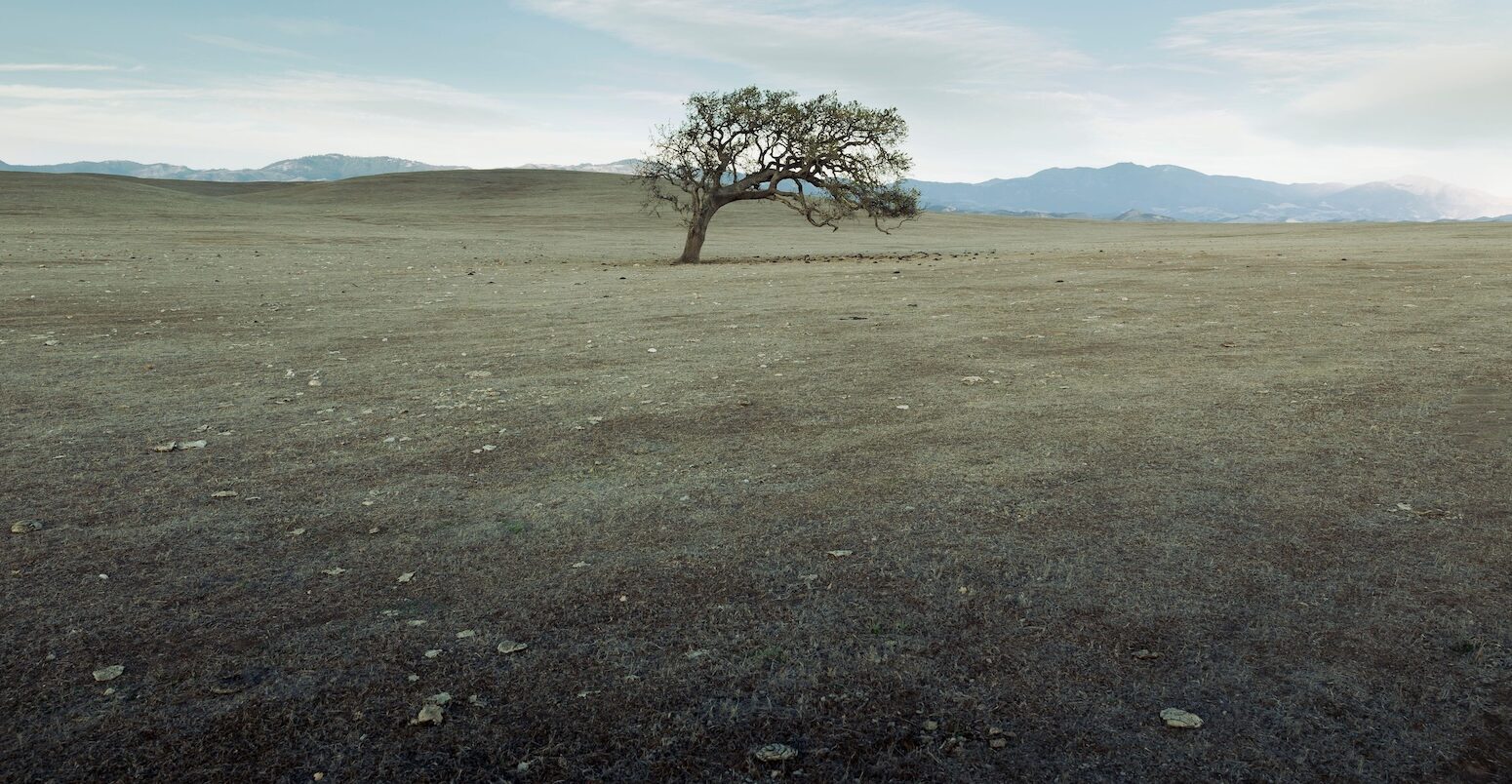 A parched and stunted grassland in the Santa Ynez Valley, California.