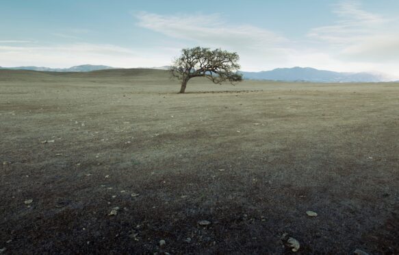 A parched and stunted grassland in the Santa Ynez Valley, California.