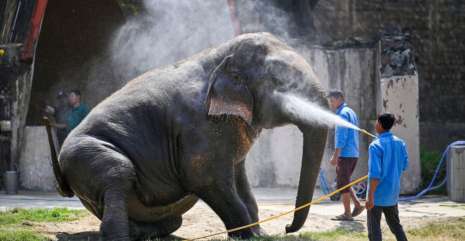 Keepers hose elephant down to help it keep cool in a zoo in New Delhi, India.
