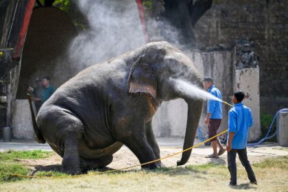 Keepers hose elephant down to help it keep cool in a zoo in New Delhi, India.