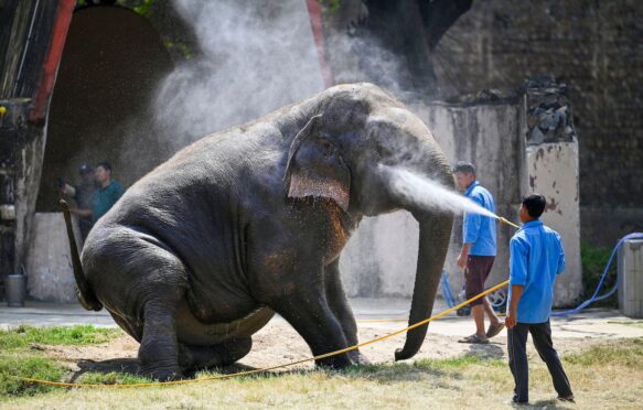 Keepers hose elephant down to help it keep cool in a zoo in New Delhi, India.
