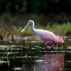 An adult Roseate Spoonbill in Pantanal, Mato Grosso, Brazil.