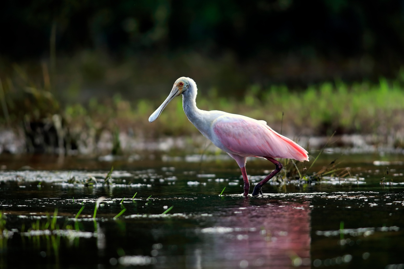 Brazil’s biodiversity pledge: Six key takeaways for nature and climate change