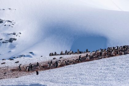 Colony of Gentoo penguins, Antarctica.