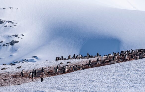 Colony of Gentoo penguins, Antarctica.