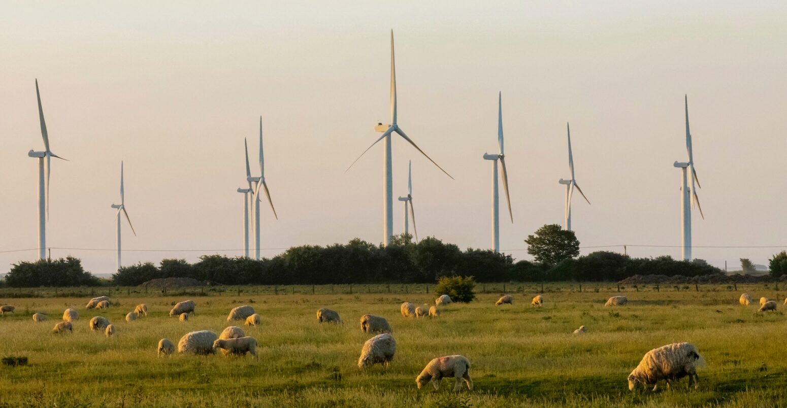 Sheep grazing near wind turbines in a field in Kent, England in 2025.