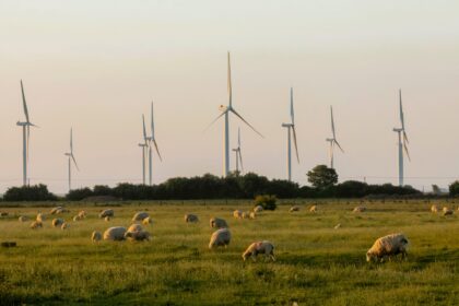Sheep grazing near wind turbines in a field in Kent, England in 2025.