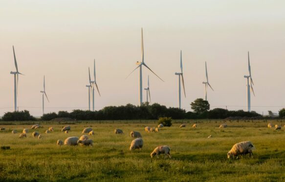 Sheep grazing near wind turbines in a field in Kent, England in 2025.