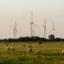 Sheep grazing near wind turbines in a field in Kent, England in 2025.
