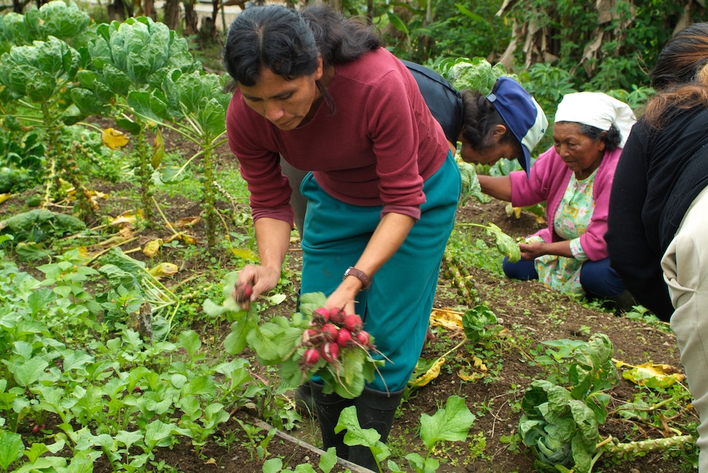 Women farmers pick radishes and brussels sprouts in a vegetable garden in Mindo, Ecuador. Credit: Bjanka Kadic / Alamy Stock Photo