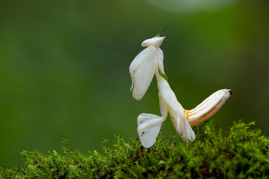 Orchid mantis.