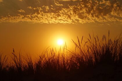 Sun setting over long grass.