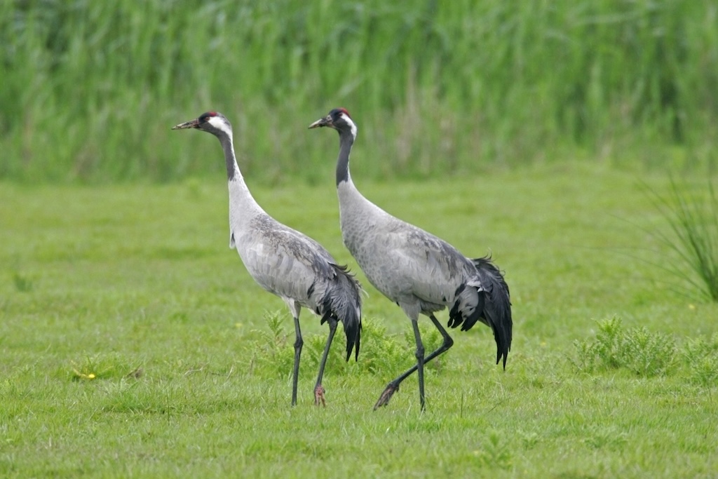 Cranes at Lakenheath Fen in England. 