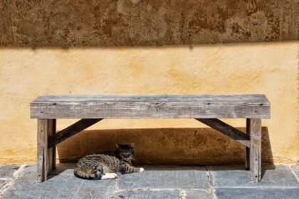 A cat resting in the shade under a bench.