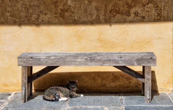 A cat resting in the shade under a bench.