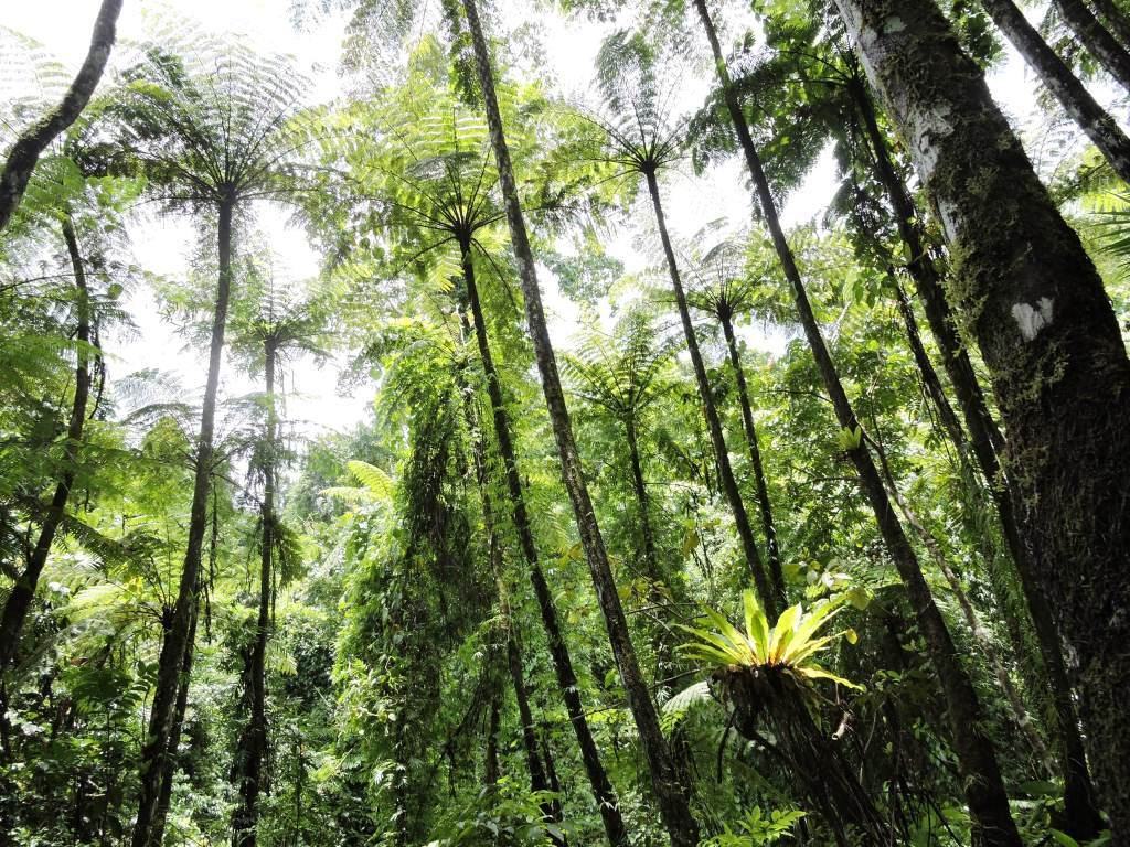 Cropped 6 May 2026: Forest loss falls | Deforestation regulations | Saving ‘India’s Galapagos’